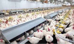 GeoEco layihə görüntüsü